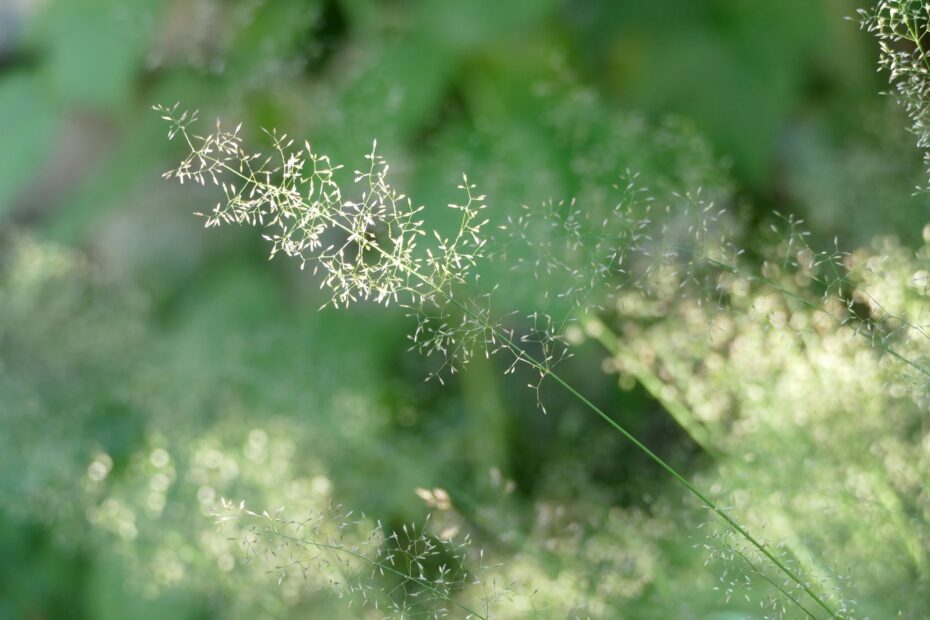Allergies