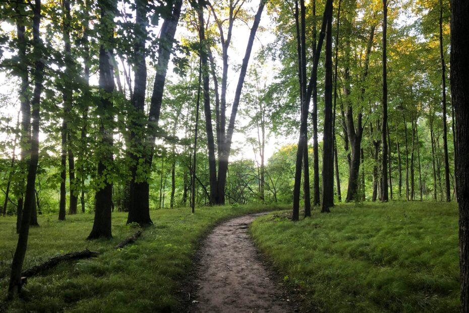 Intuition path